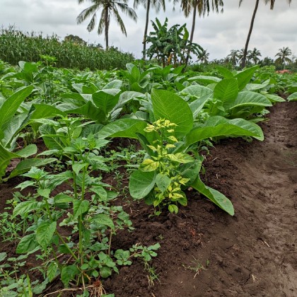 JalTara Blog Thumb Picture